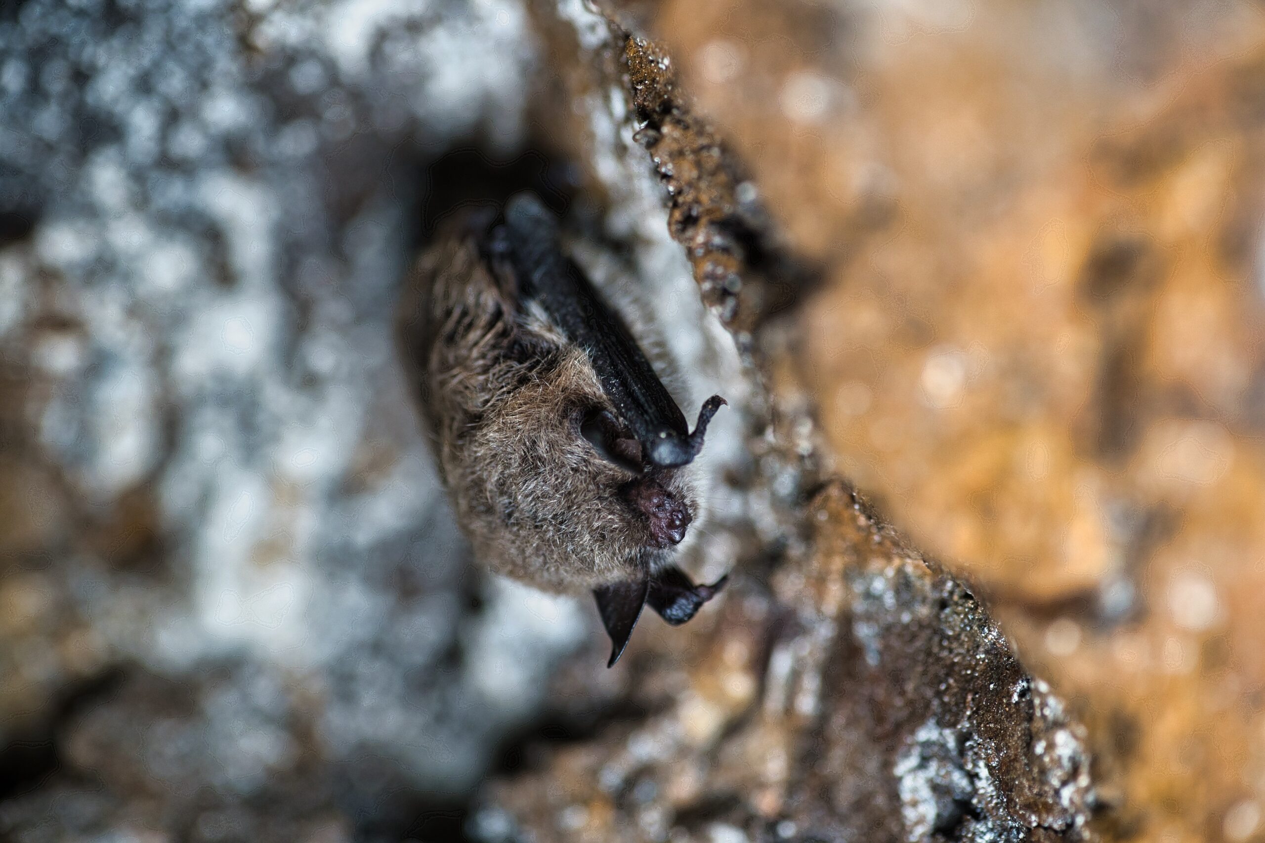 Beyond the Curtain of Nature – Bats