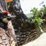 Woodpeckers: The Hole Story