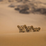 Lions of the Skeleton Coast