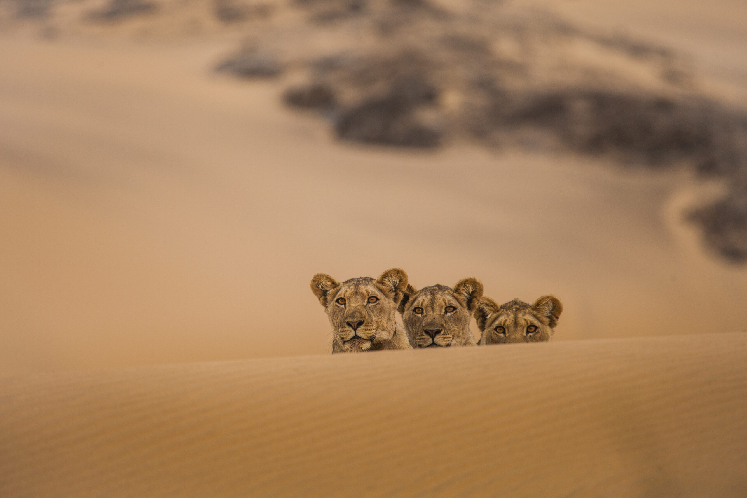 Lions of the Skeleton Coast