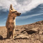 Wild Argentina - Land of Survivors