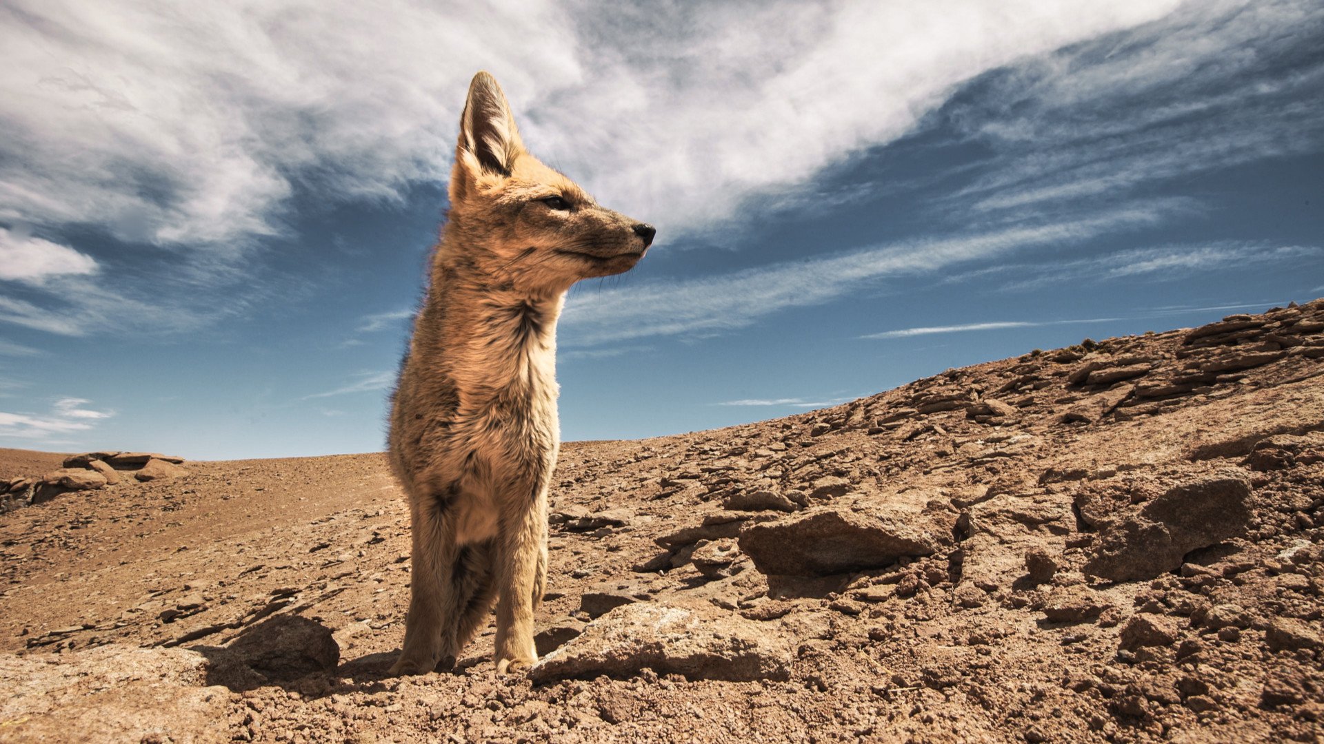 Wild Argentina – Land of Survivors