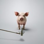 Chrochtají prasata blahem?