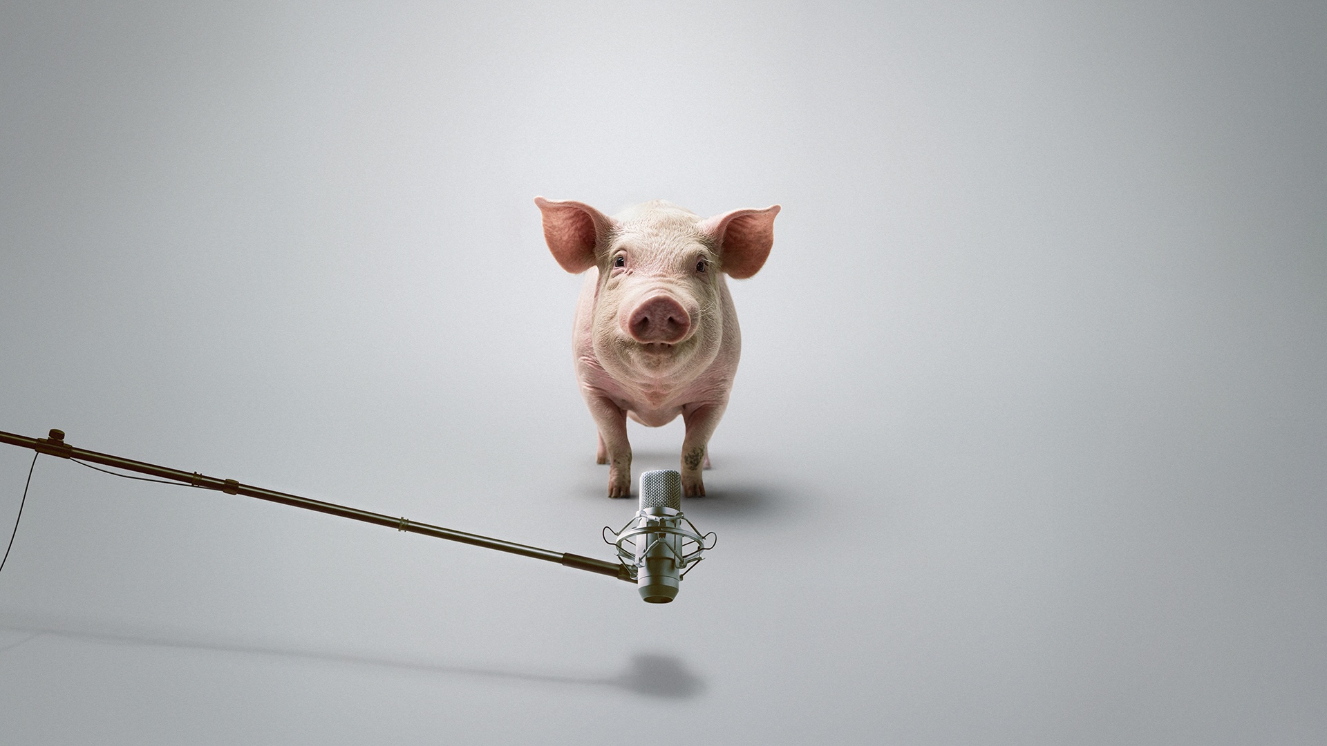 Chrochtají prasata blahem?